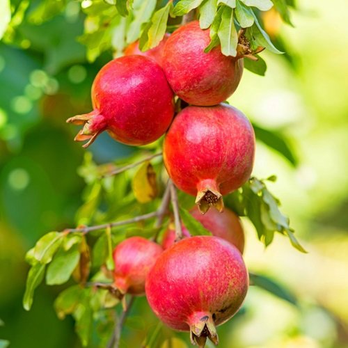 Pomegranate